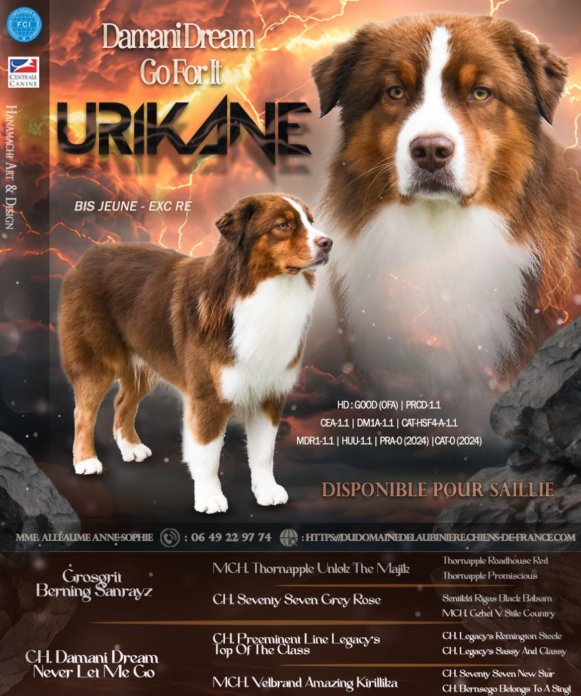 damani dream Go for it Urikane