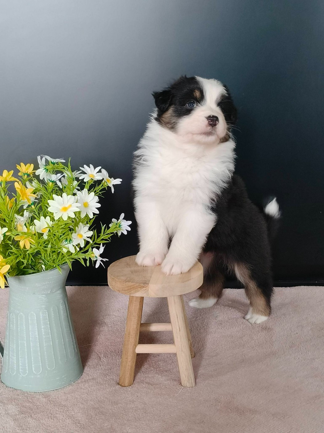 Les réservations pour l adoption de nos chiots sont désormais ouvertes 🐾