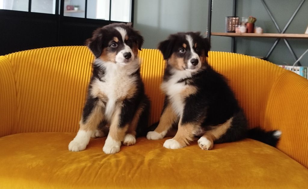 Deux amours à la recherche de leur famille 