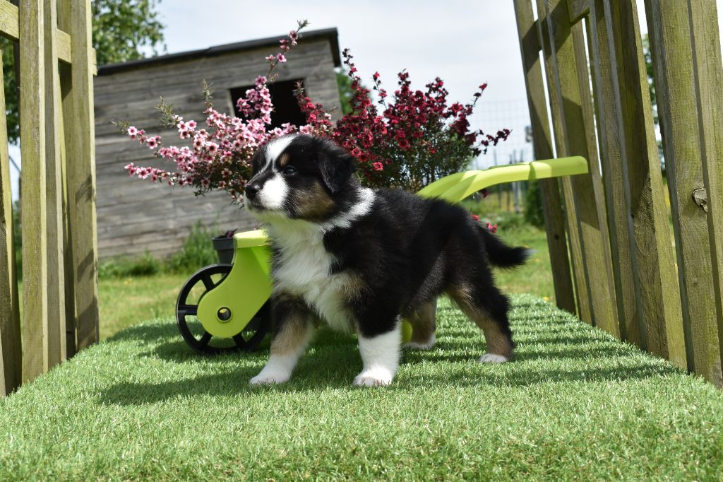 Du Domaine De L'Aubiniere - Chiots disponibles - Berger Australien