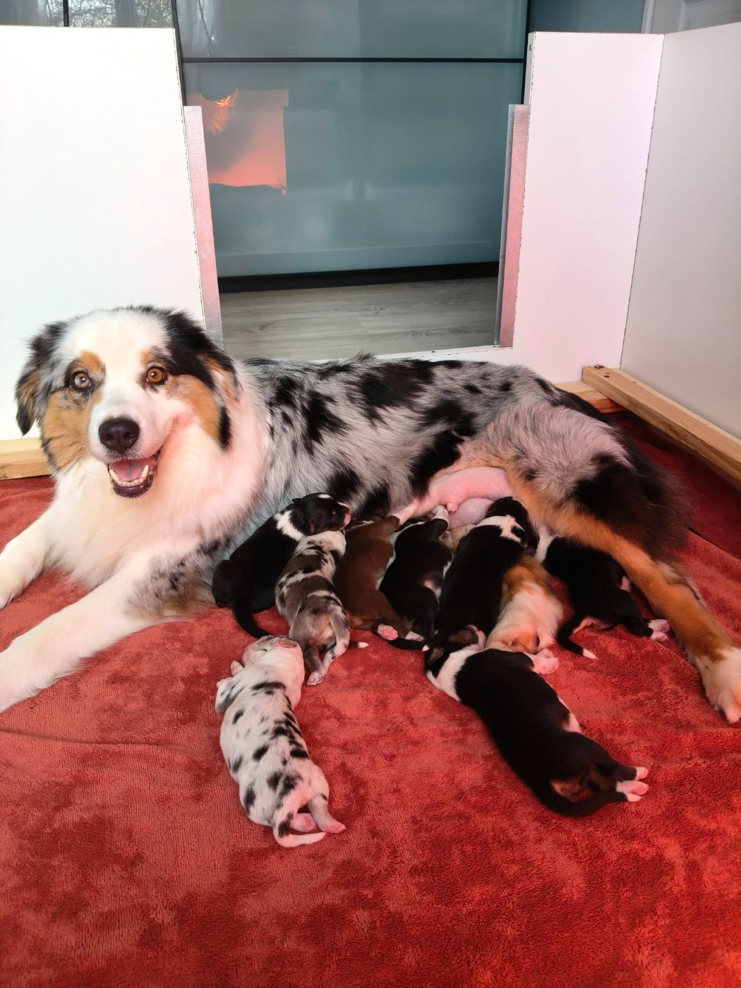 Chiot Berger Australien Du Domaine De L'Aubiniere