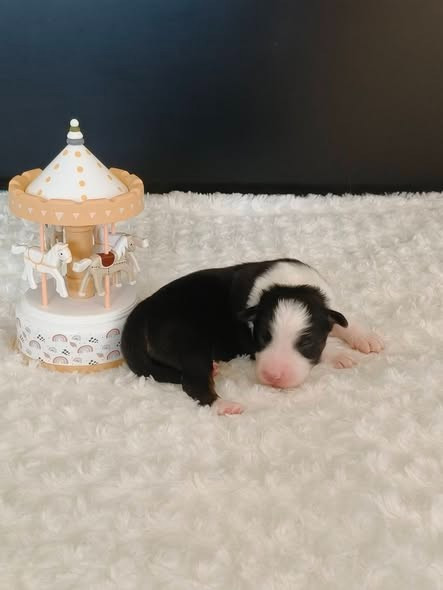 Du Domaine De L'Aubiniere - Chiots disponibles - Berger Australien