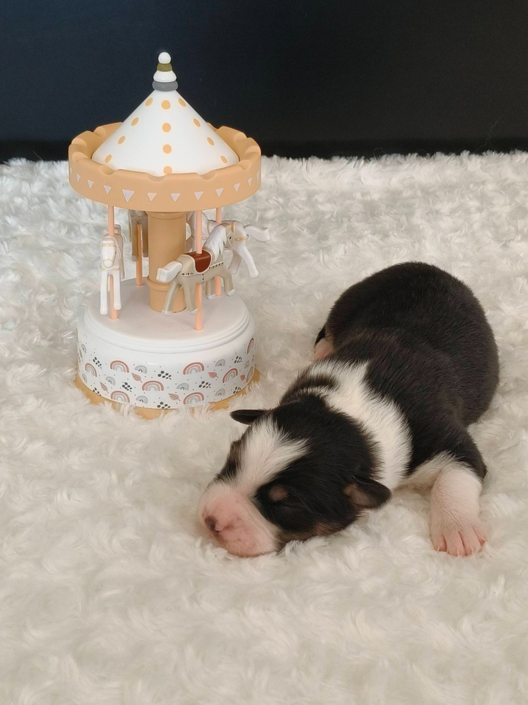 Du Domaine De L'Aubiniere - Chiots disponibles - Berger Australien