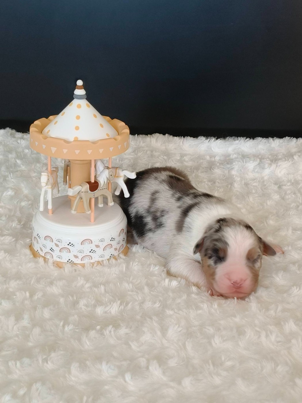 Du Domaine De L'Aubiniere - Chiots disponibles - Berger Australien