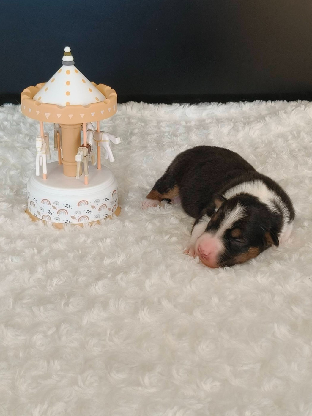 Du Domaine De L'Aubiniere - Chiots disponibles - Berger Australien