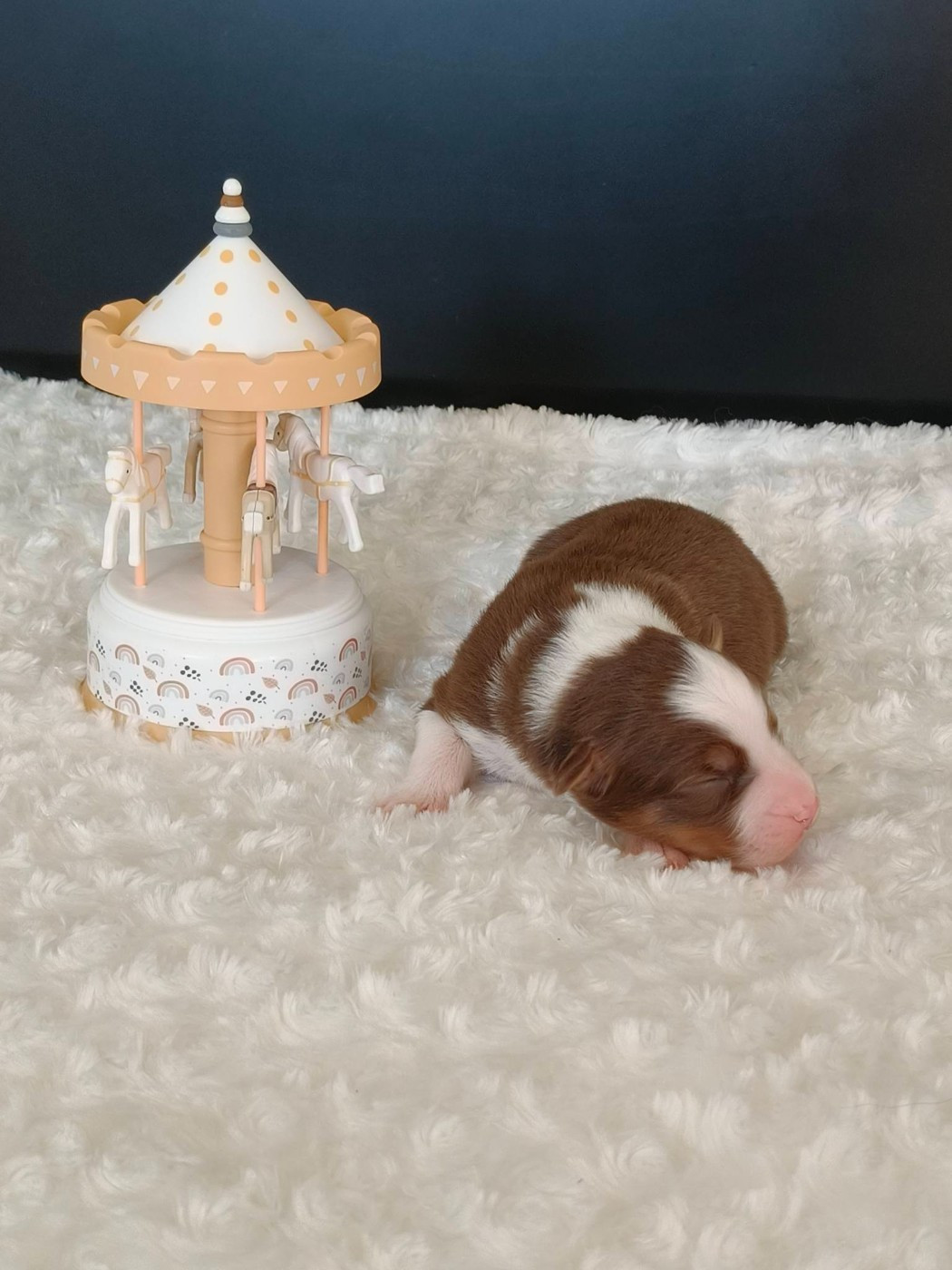 Du Domaine De L'Aubiniere - Chiots disponibles - Berger Australien