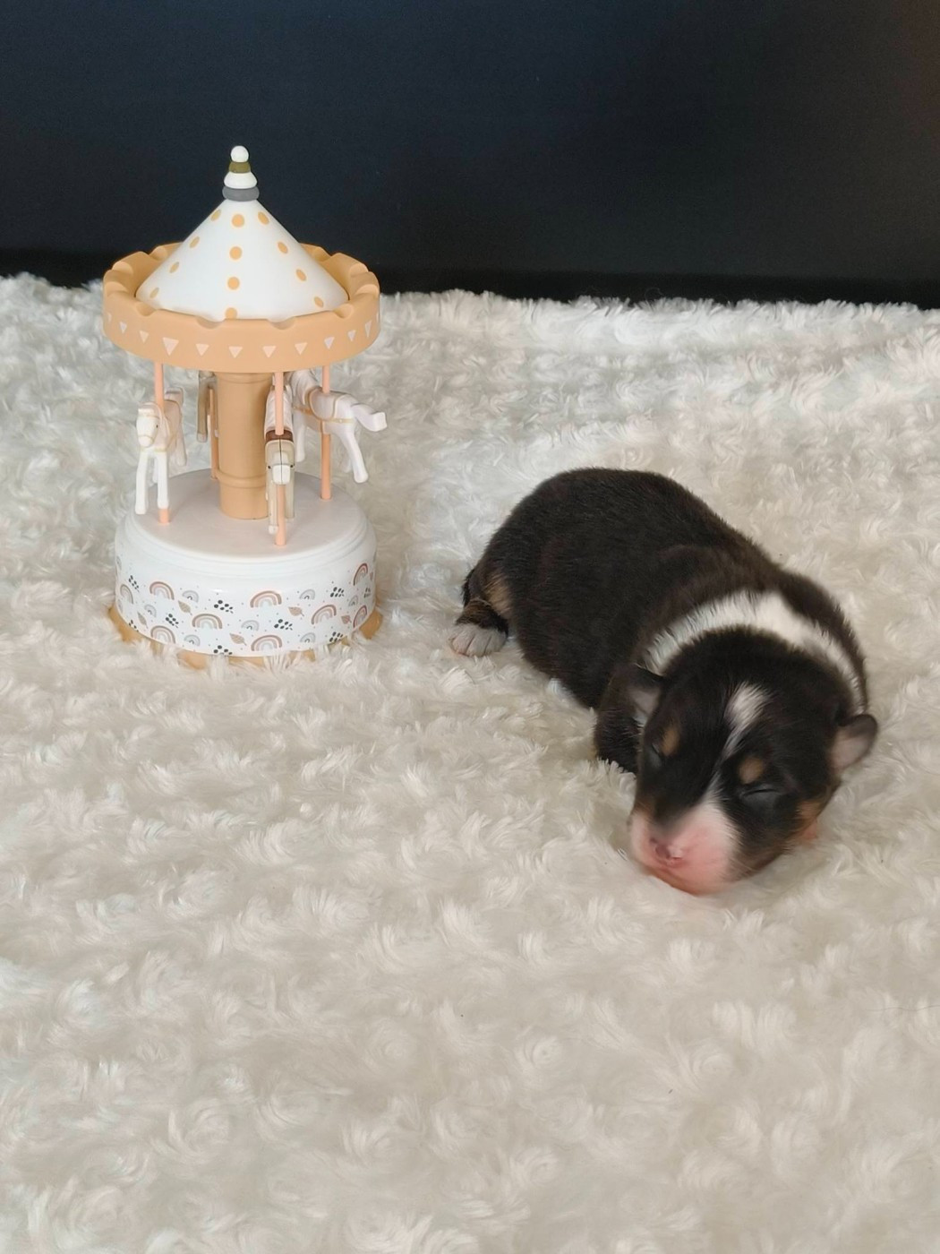 Du Domaine De L'Aubiniere - Chiots disponibles - Berger Australien