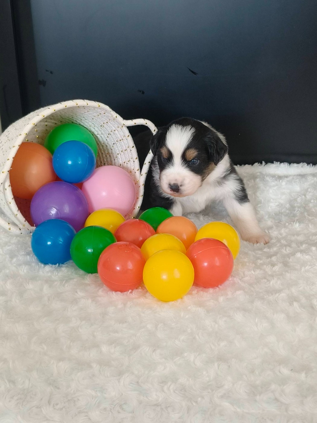 Du Domaine De L'Aubiniere - Chiots disponibles - Berger Australien