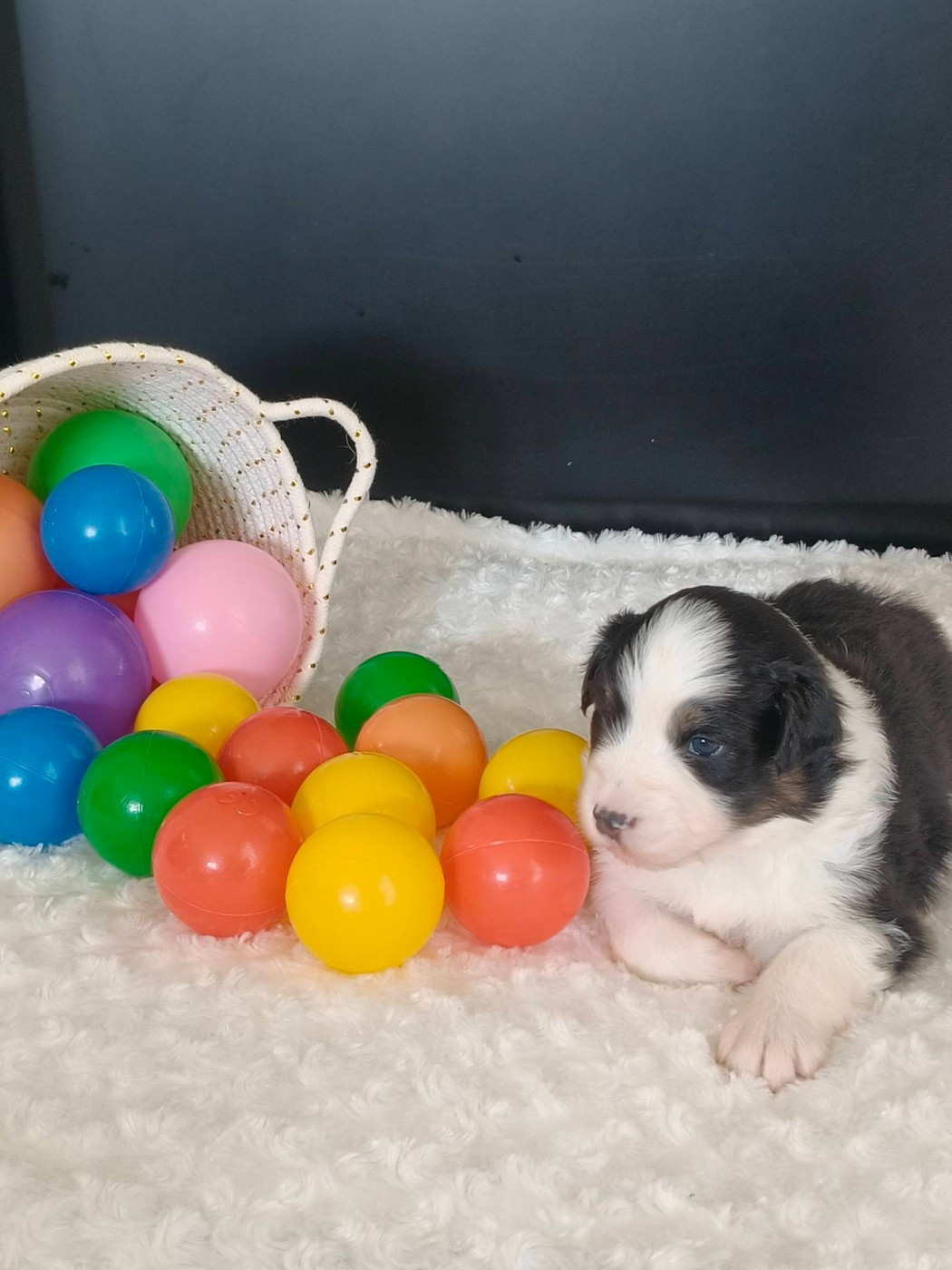 Du Domaine De L'Aubiniere - Chiots disponibles - Berger Australien