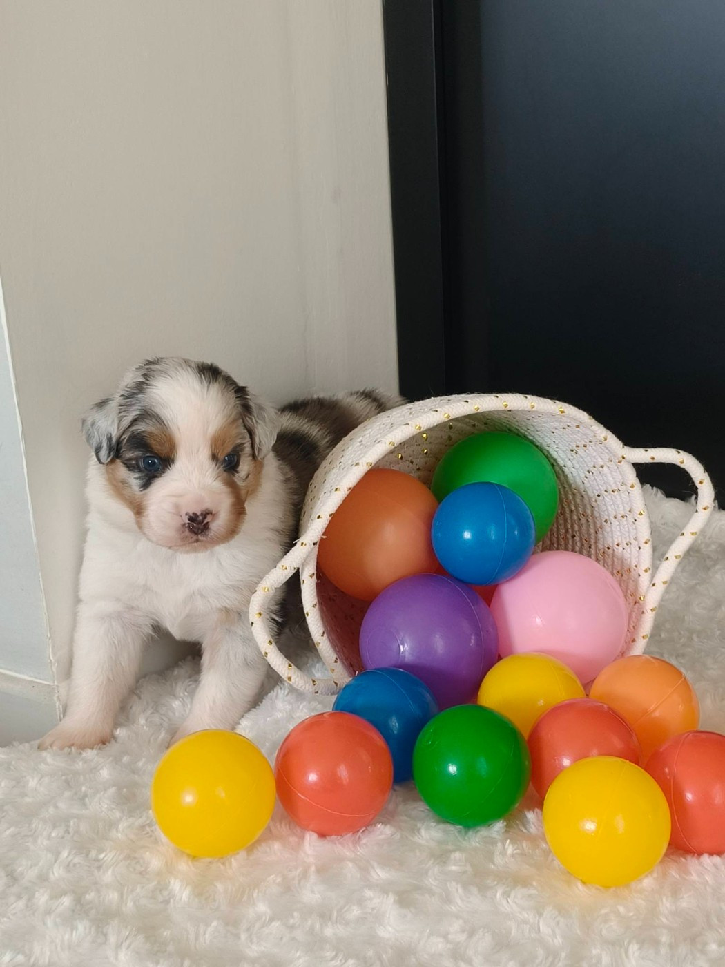 Du Domaine De L'Aubiniere - Chiots disponibles - Berger Australien