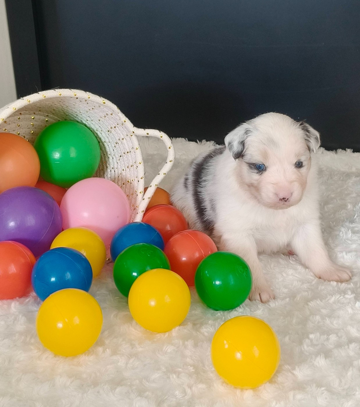 Du Domaine De L'Aubiniere - Chiots disponibles - Berger Australien