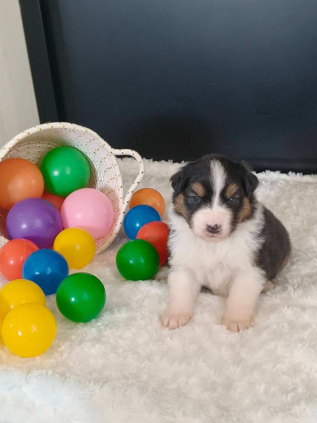 Du Domaine De L'Aubiniere - Chiots disponibles - Berger Australien