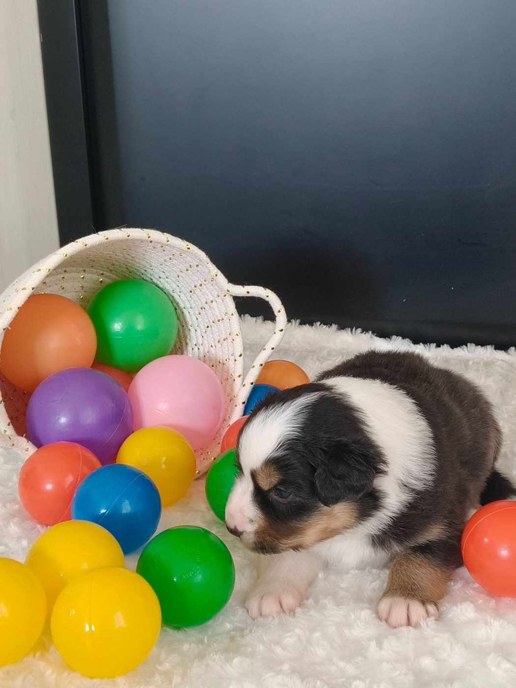 Du Domaine De L'Aubiniere - Chiots disponibles - Berger Australien