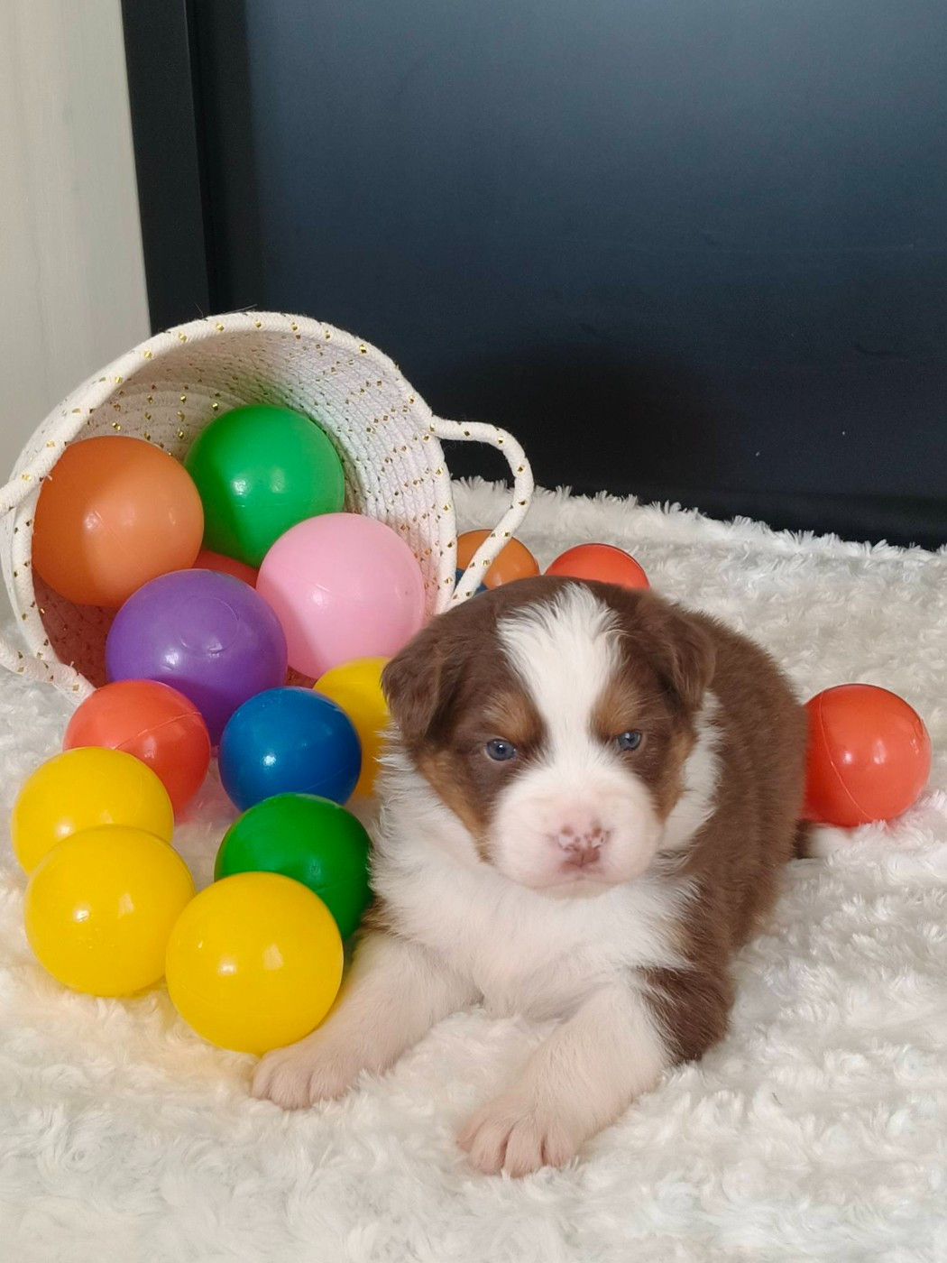 Du Domaine De L'Aubiniere - Chiots disponibles - Berger Australien