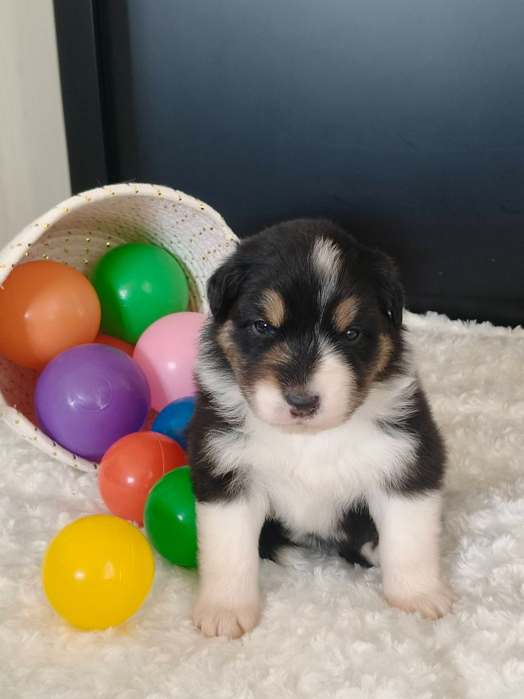 Du Domaine De L'Aubiniere - Chiots disponibles - Berger Australien