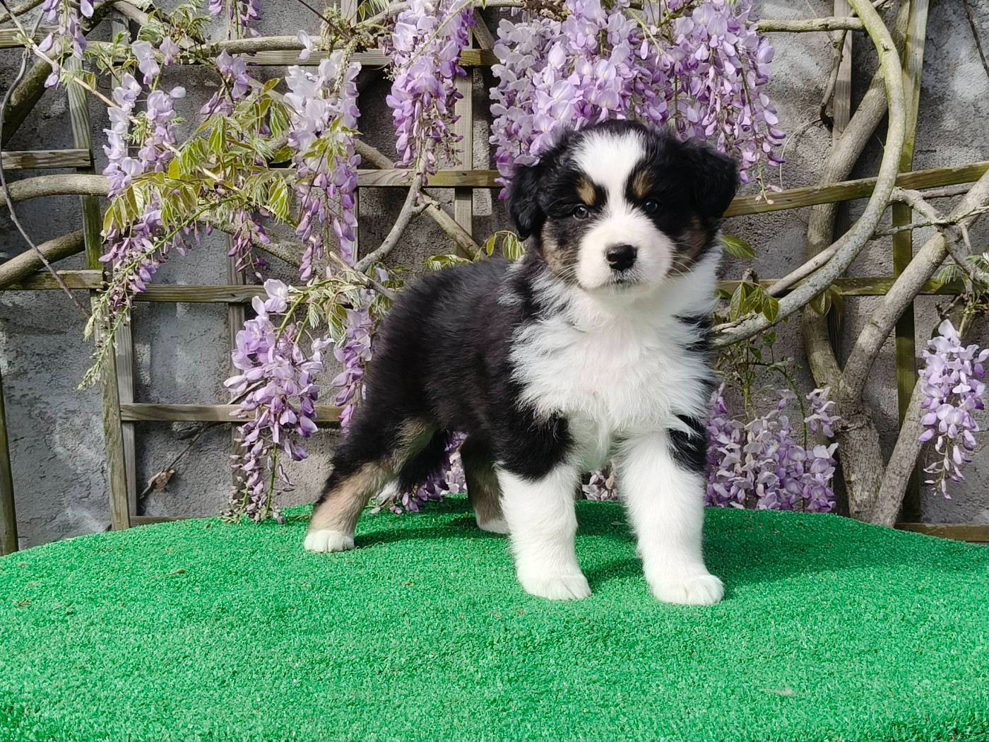 Du Domaine De L'Aubiniere - Chiots disponibles - Berger Australien