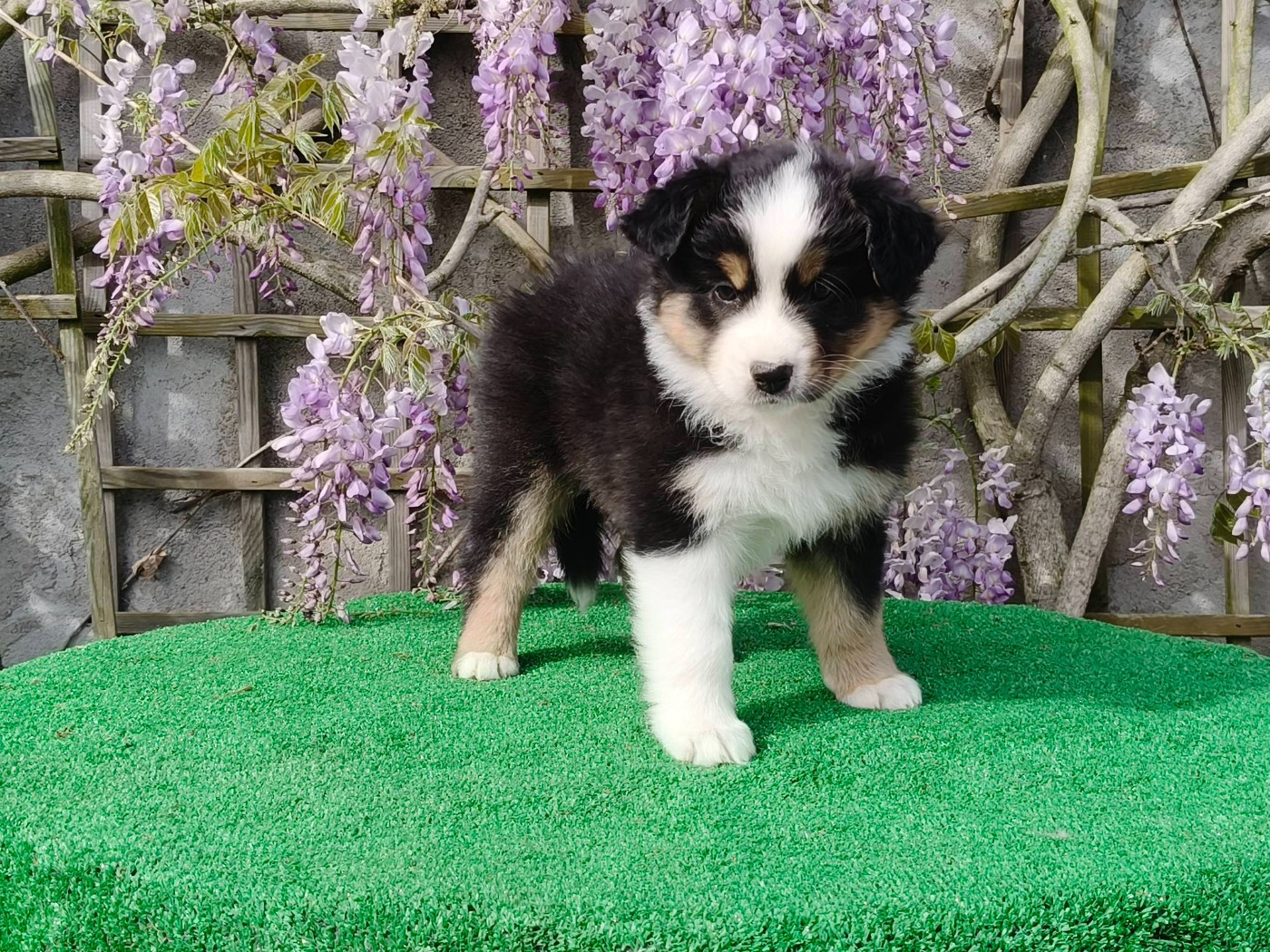 Du Domaine De L'Aubiniere - Chiots disponibles - Berger Australien