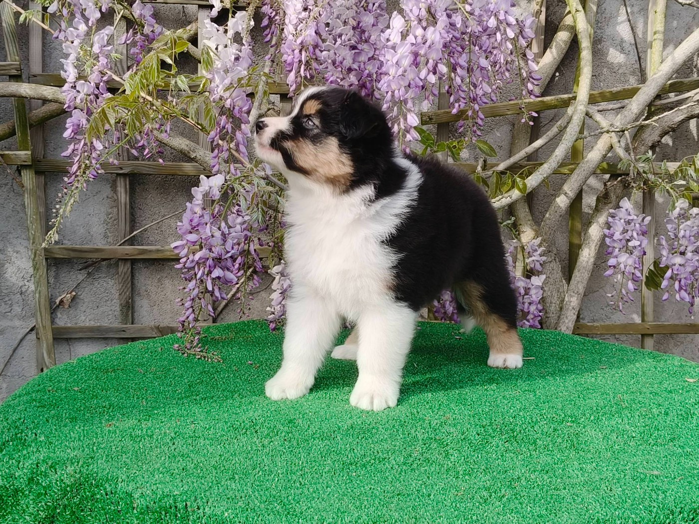 Du Domaine De L'Aubiniere - Chiots disponibles - Berger Australien