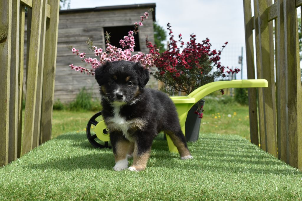 Du Domaine De L'Aubiniere - Chiots disponibles - Berger Australien