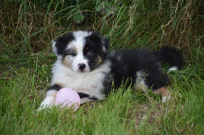 Arlo