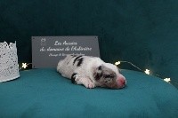 Romantic Roméo